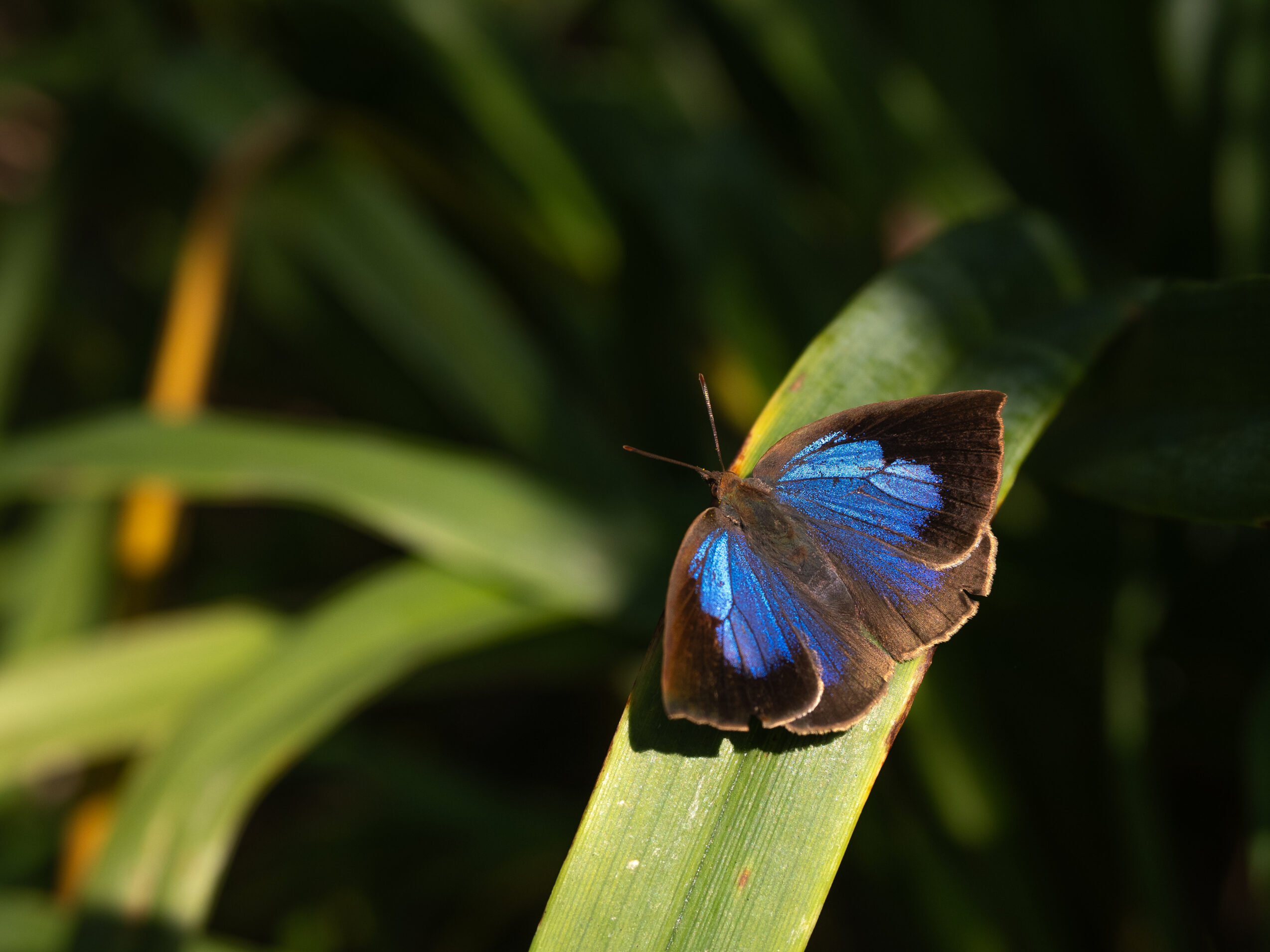 ムラサキシジミ