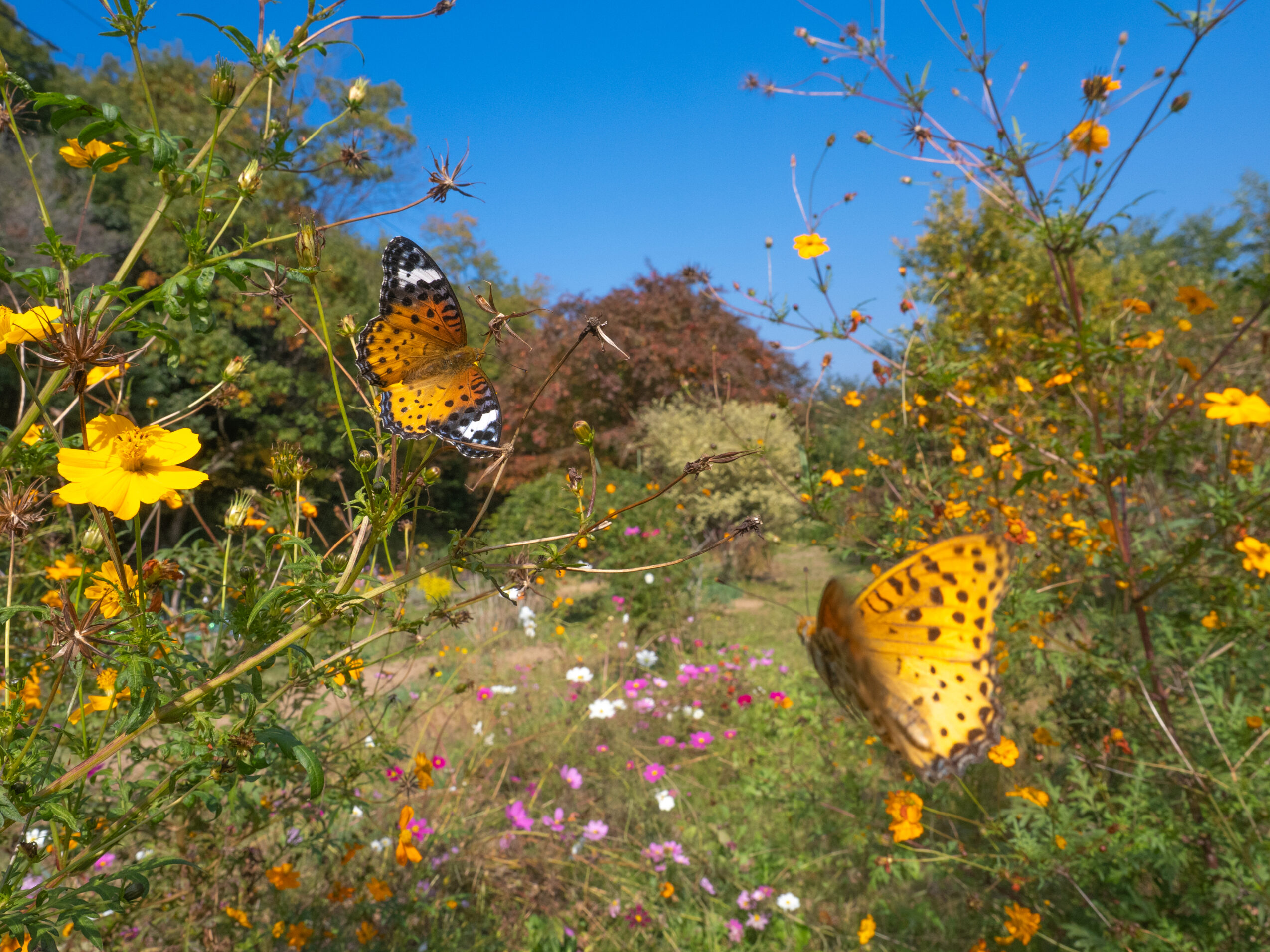 ツマグロヒョウモン