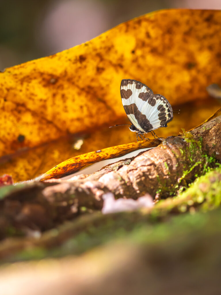 マノブスシロサカハチシジミ-Caleta manovus