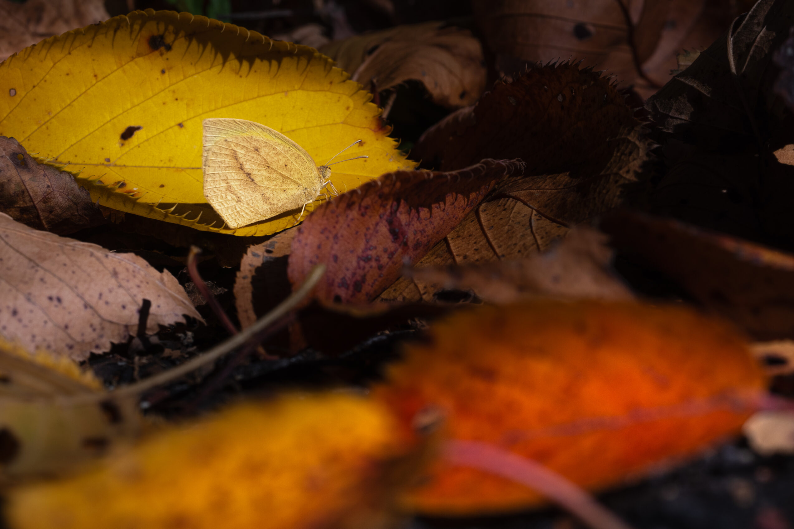 ツマグロキチョウ