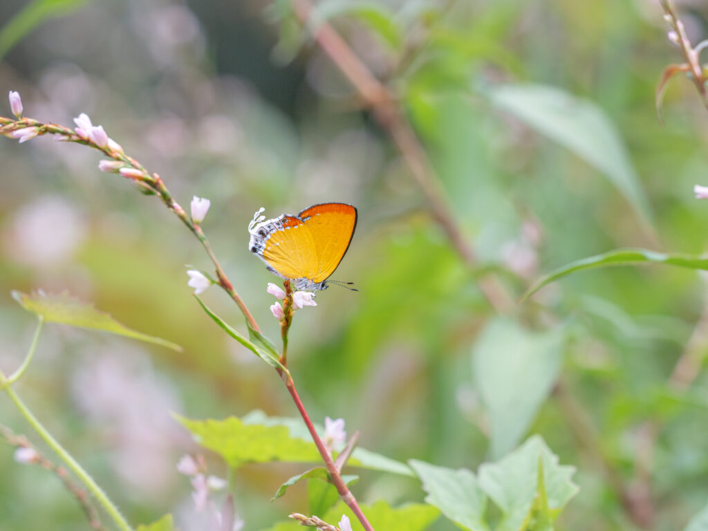 キアナウラフチベニシジミ-Heliophorus kiana