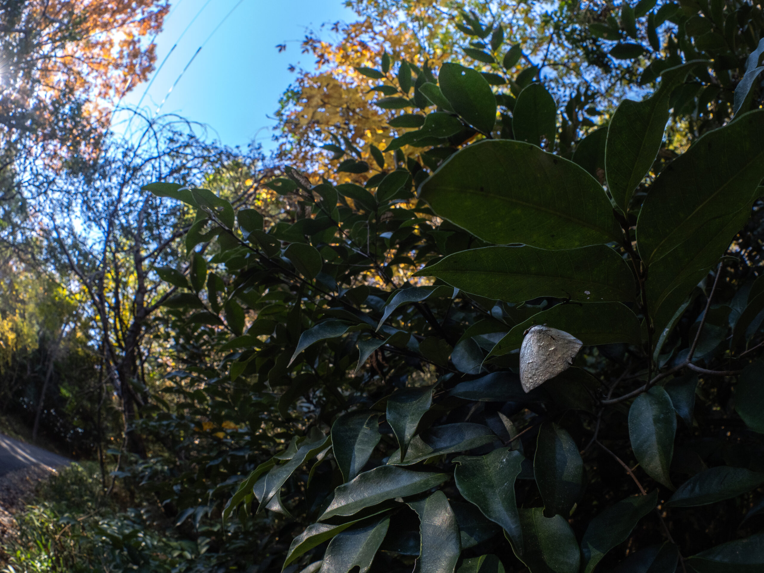 ウラギンシジミ