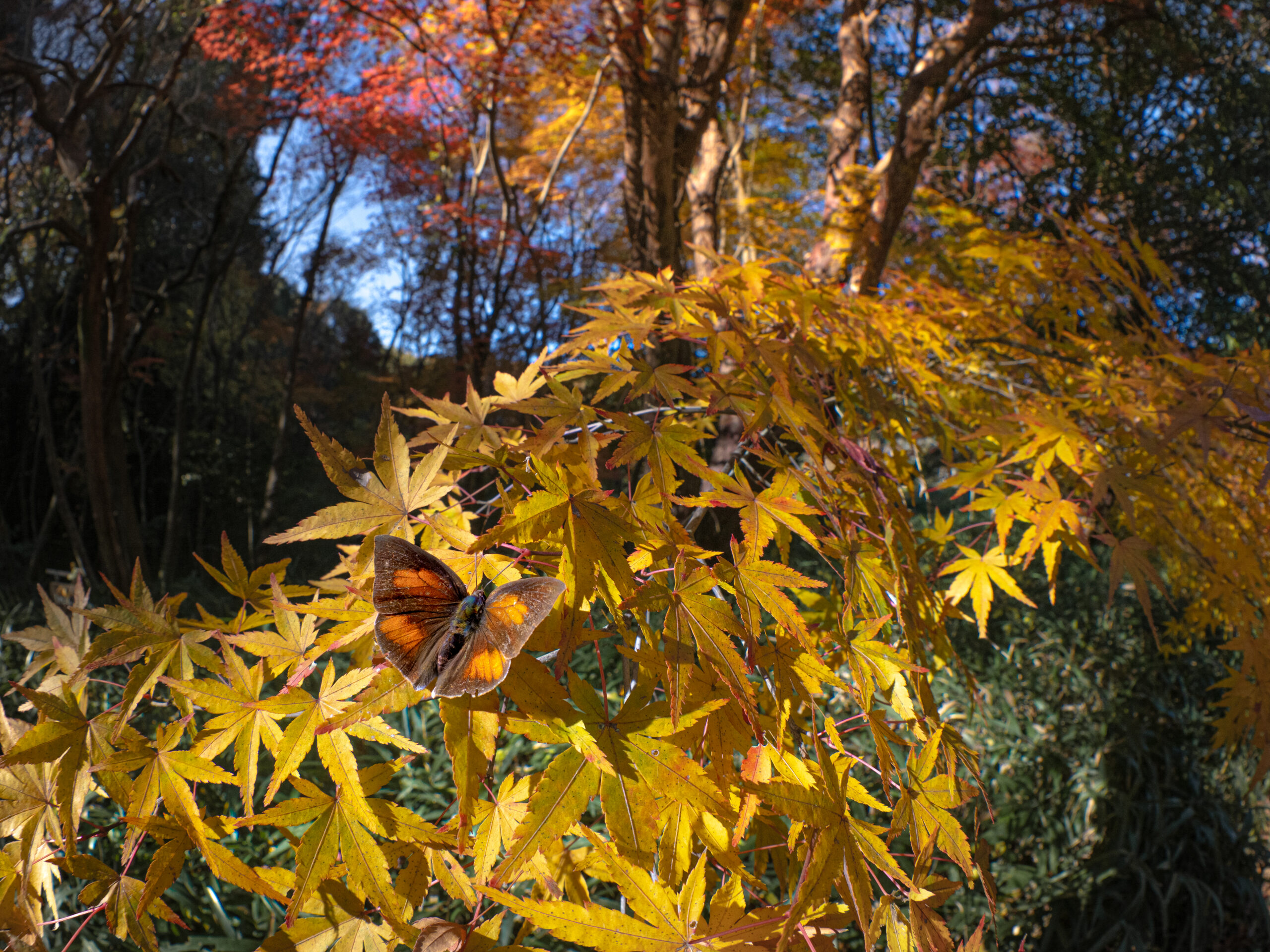 ウラギンシジミ