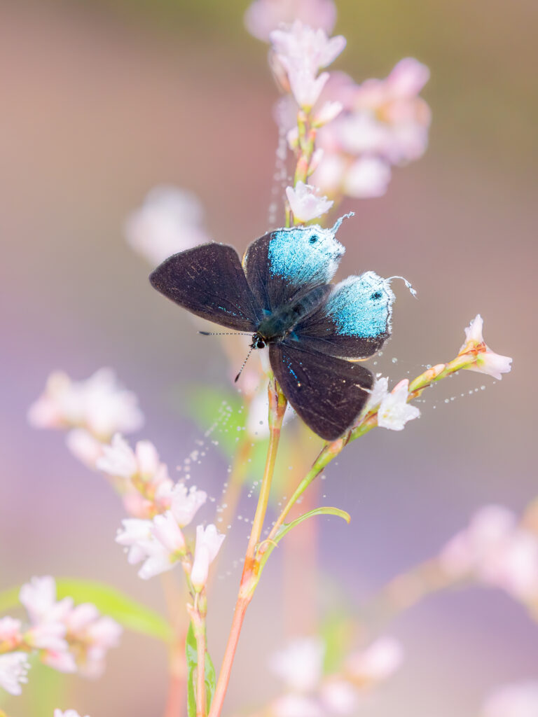 キアナウラフチベニシジミ-Heliophorus kiana