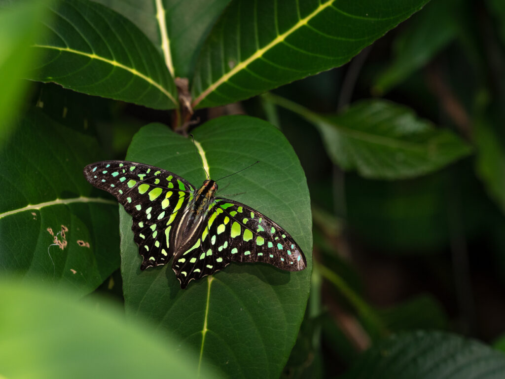 コモンタイマイ-Graphium agamemnon