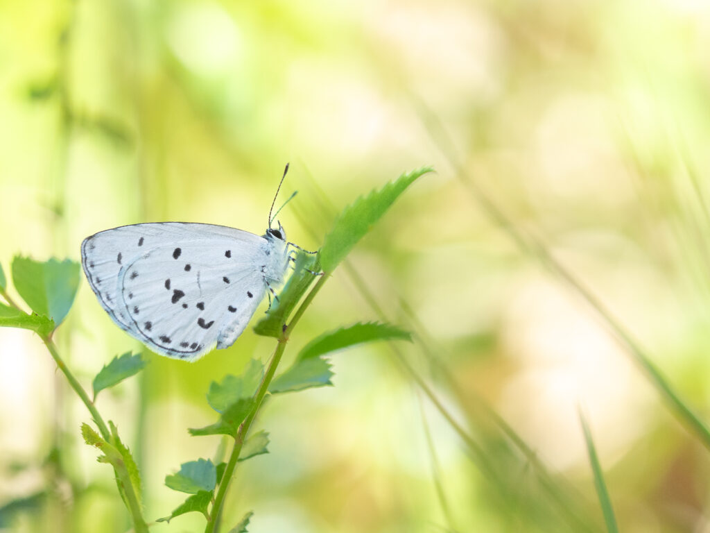 サツマシジミ-Udara albocaerule