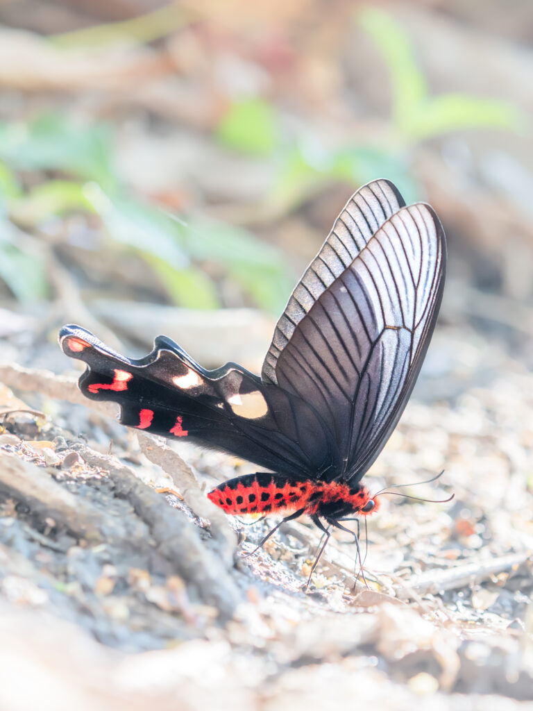 ダサラダベニモンアゲハ-Byasa dasarada