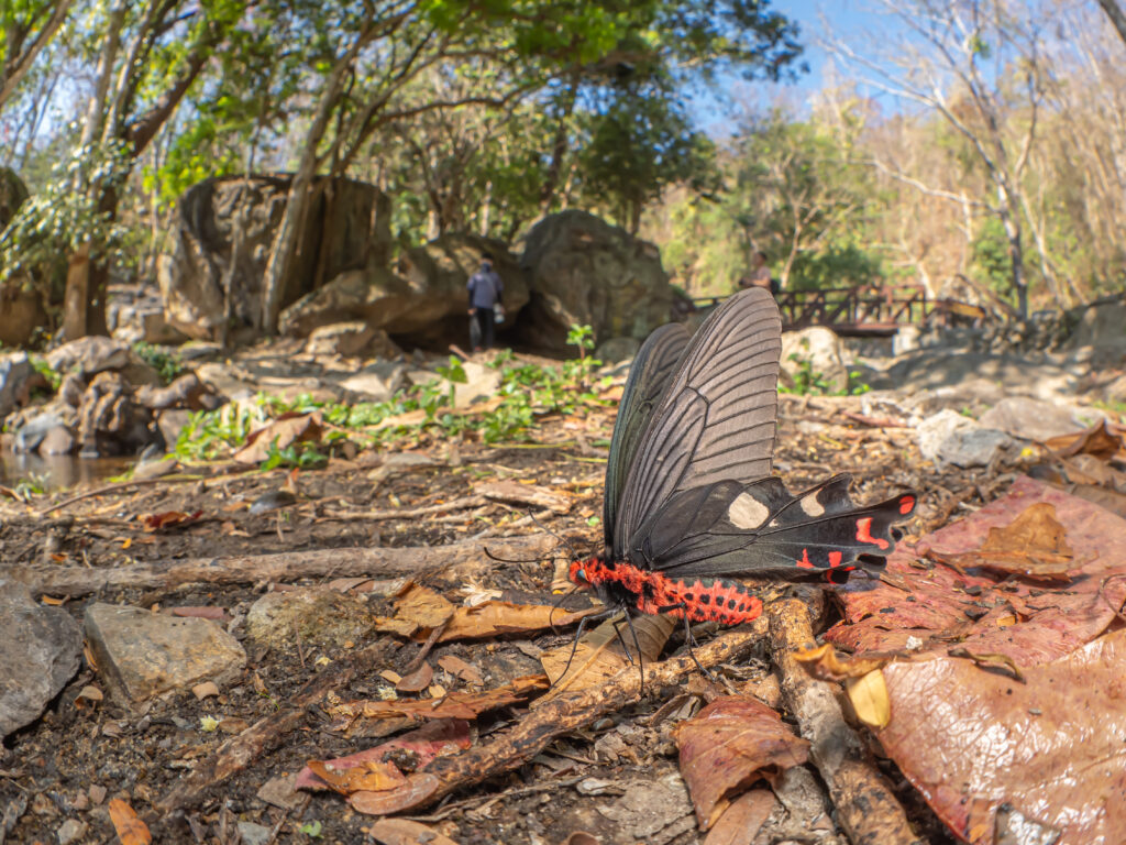 ダサラダベニモンアゲハ-Byasa dasarada