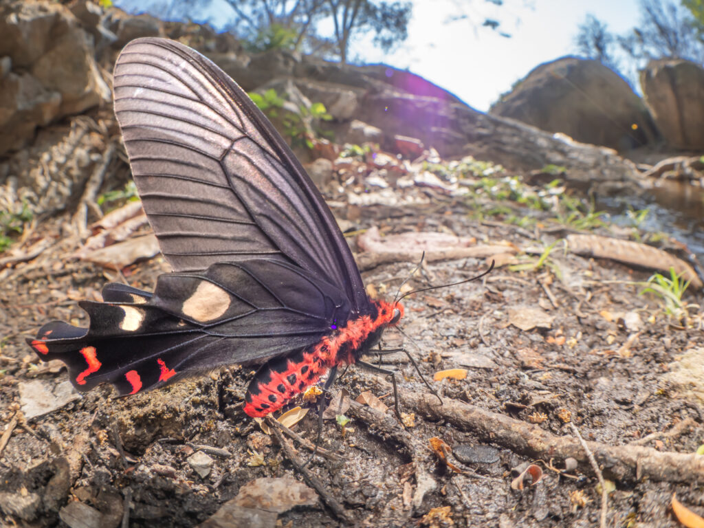 ダサラダベニモンアゲハ-Byasa dasarada