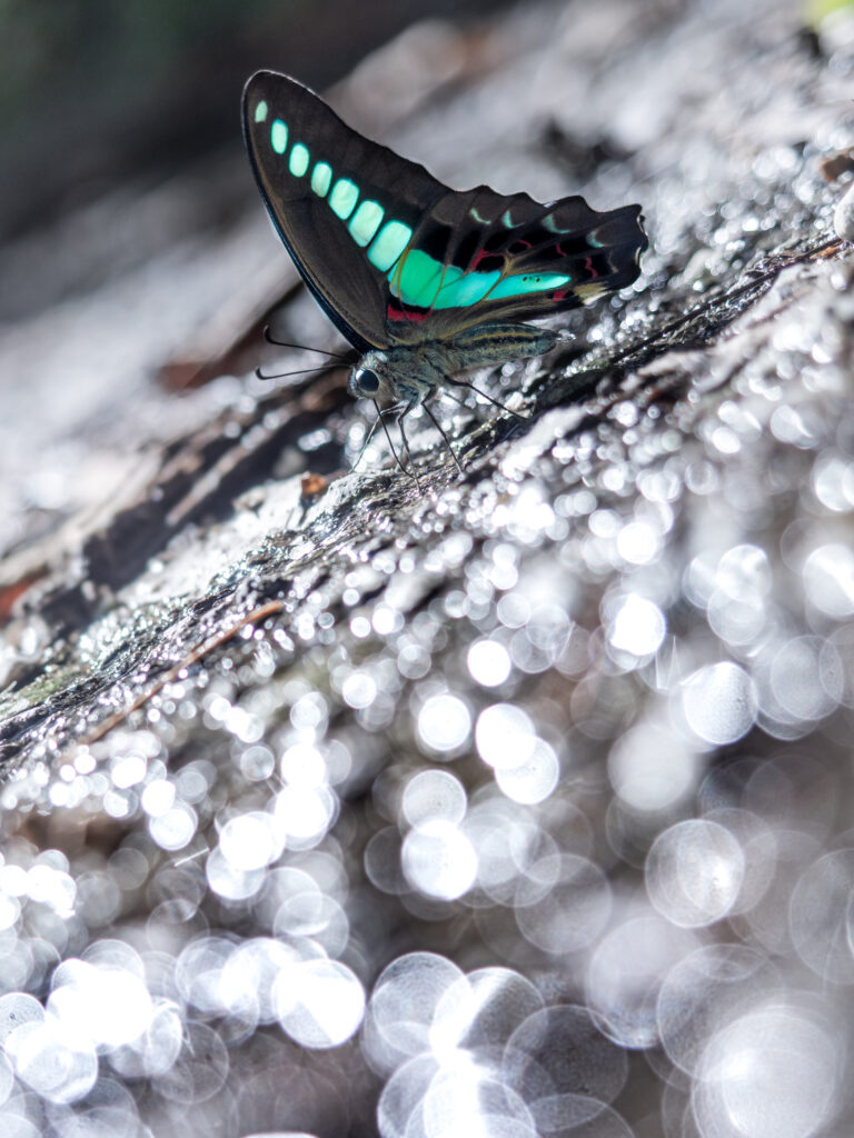 アオスジアゲハ-Graphium sarpedon