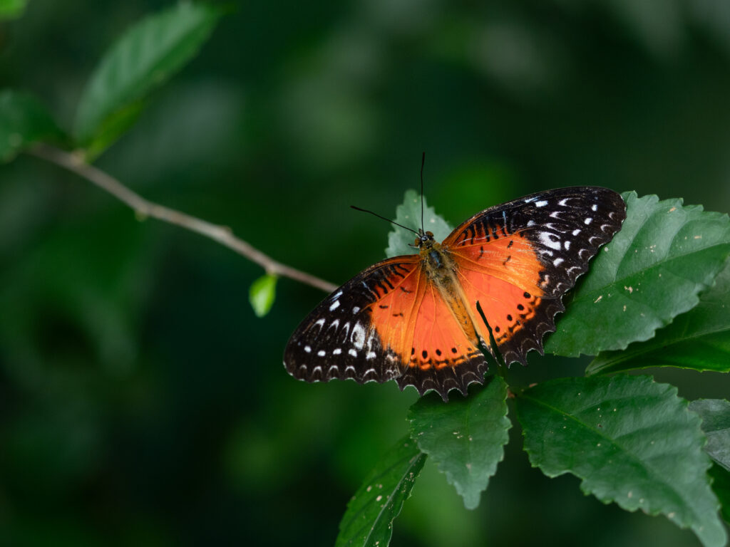 ベニハレギチョウ-Cethosia biblis