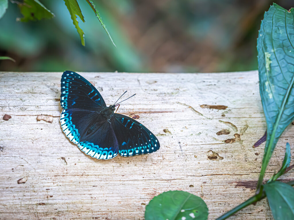 シロヘリスミナガシ-Stibochiona nicea
