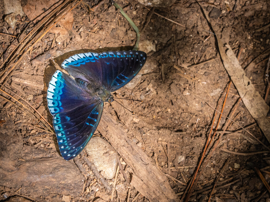 シロヘリスミナガシ-Stibochiona nicea