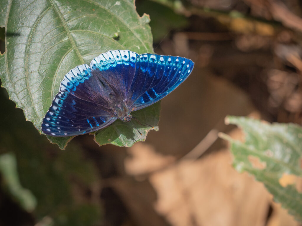 シロヘリスミナガシ-Stibochiona nicea