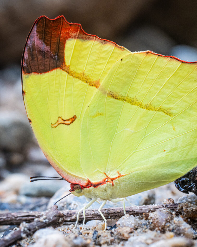 ゴブリアストガリキチョウ-Dercas gobrias