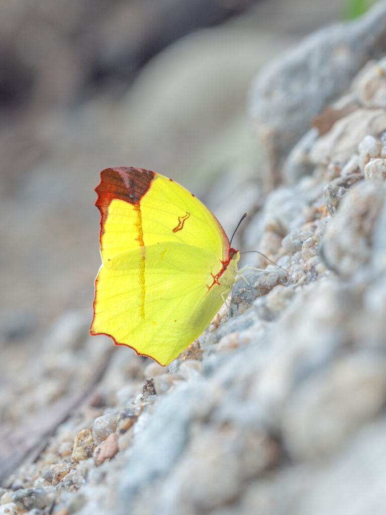 ゴブリアストガリキチョウ-Dercas gobrias