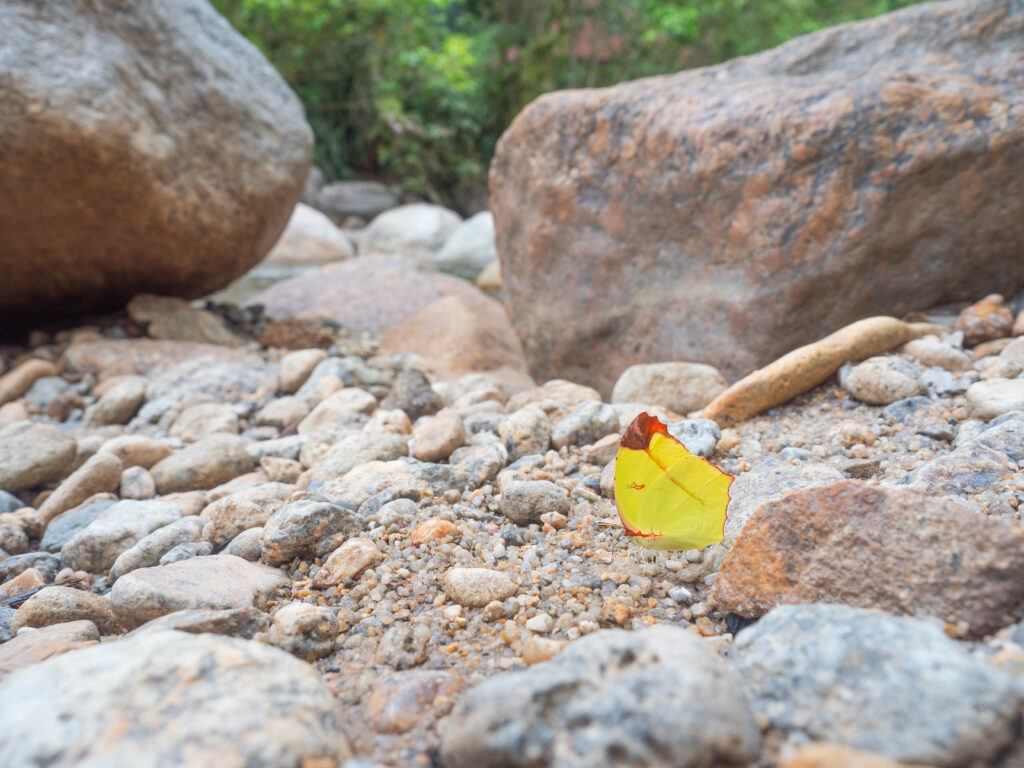 ゴブリアストガリキチョウ-Dercas gobrias