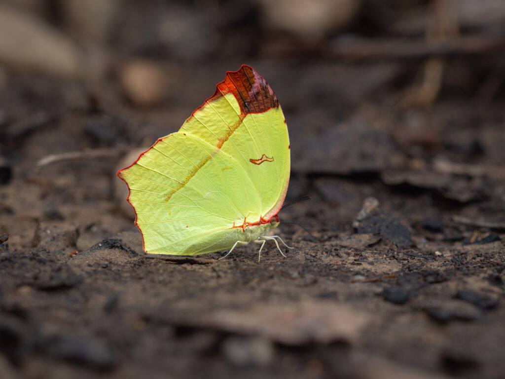 ゴブリアストガリキチョウ-Dercas gobrias