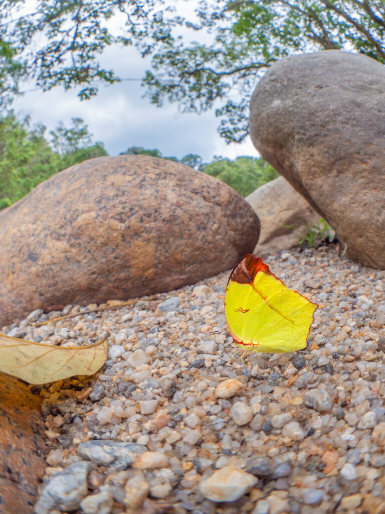 ゴブリアストガリキチョウ-Dercas gobrias