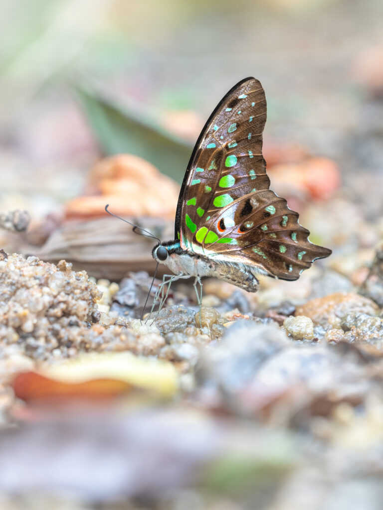 コモンタイマイ-Graphium agamemnon