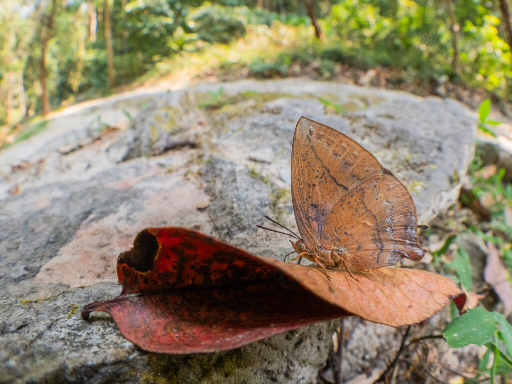 ムラサキコノハシジミ-Amblypodia anita