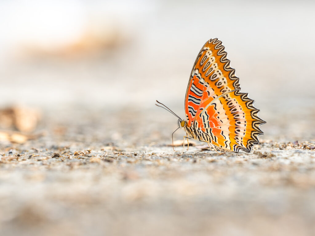 ベニハレギチョウ-Cethosia biblis