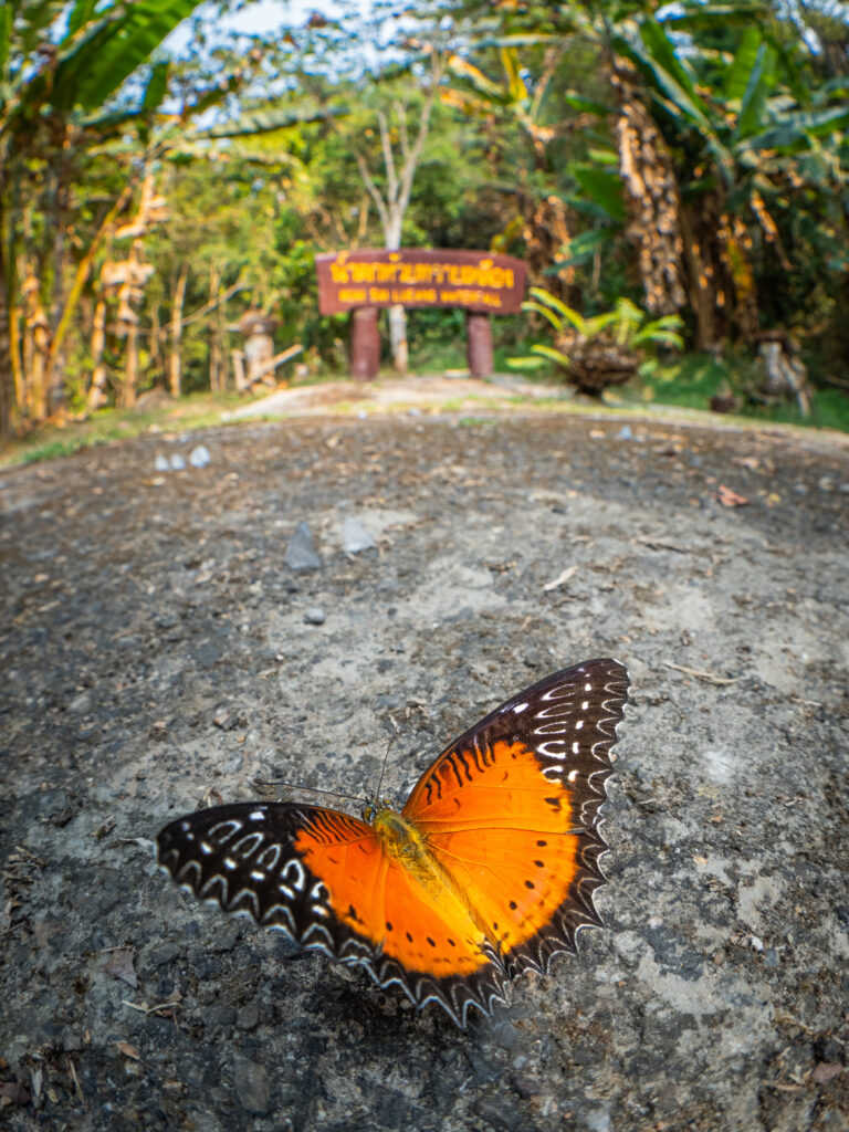 ベニハレギチョウ-Cethosia biblis