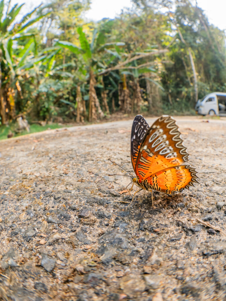 ベニハレギチョウ-Cethosia biblis