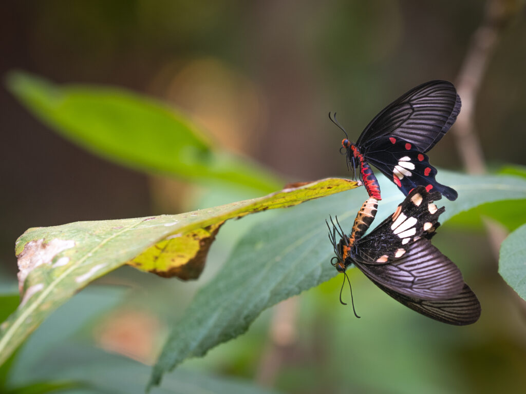 ベニモンアゲハ-Pachliopta aristolochiae