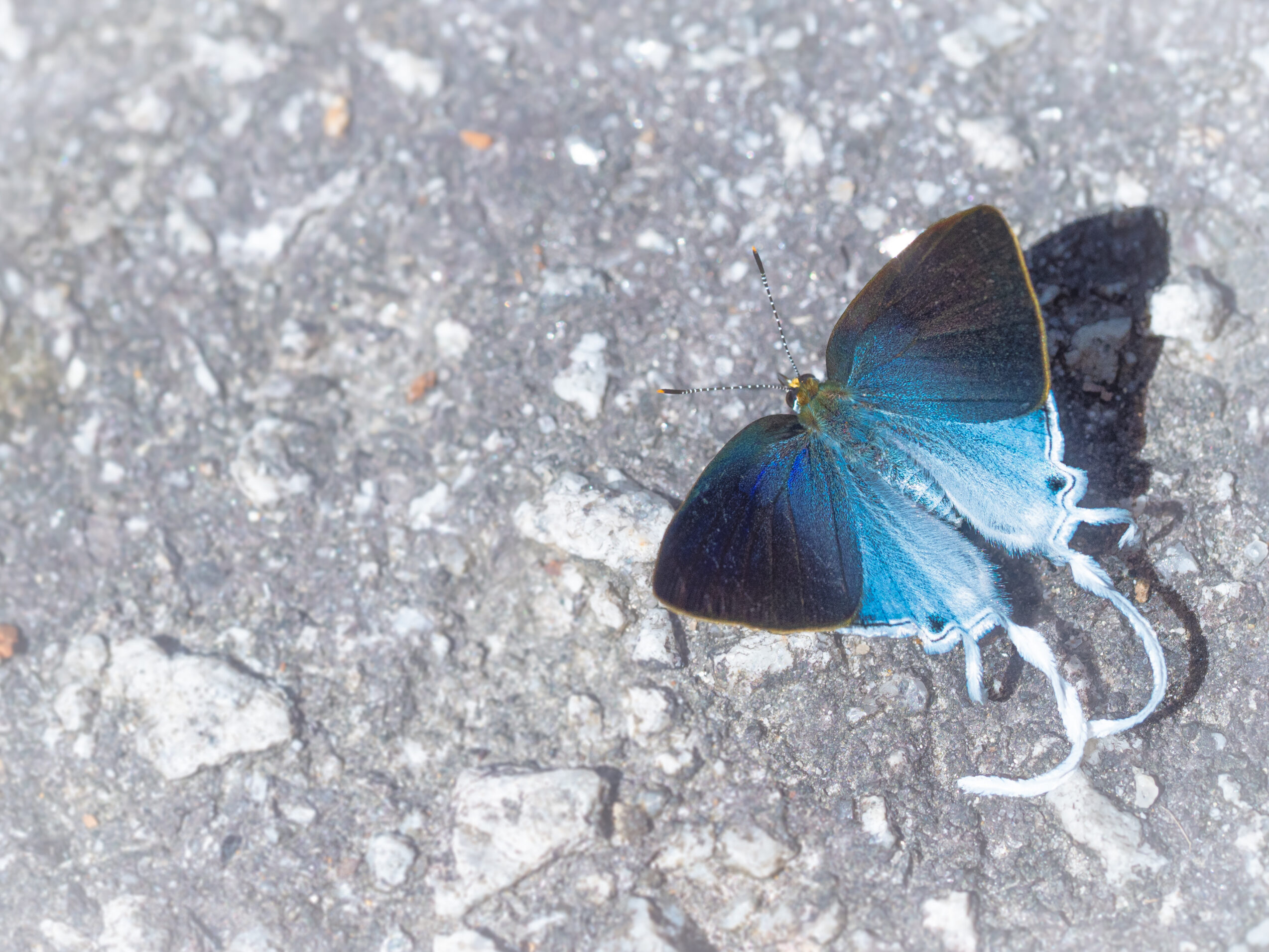 スソビキフタオルリシジミ