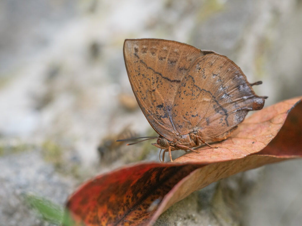 ムラサキコノハシジミ-Amblypodia anita