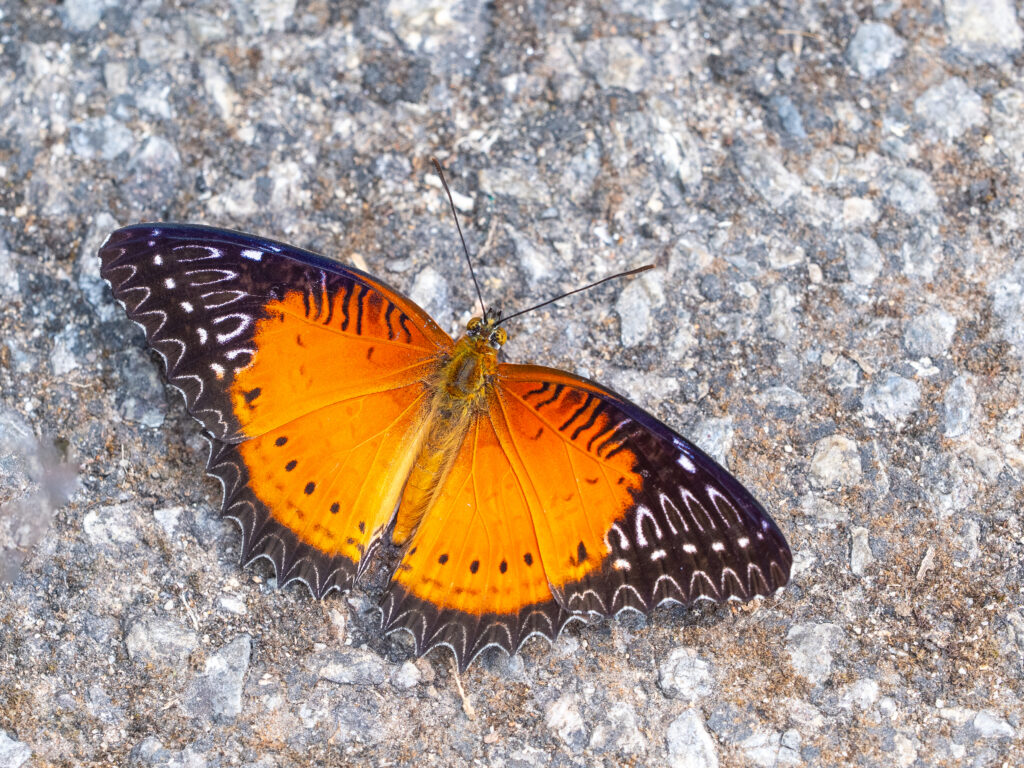 ベニハレギチョウ-Cethosia biblis