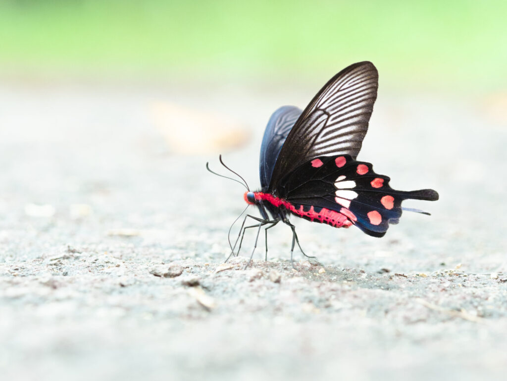 ベニモンアゲハ-Pachliopta aristolochiae