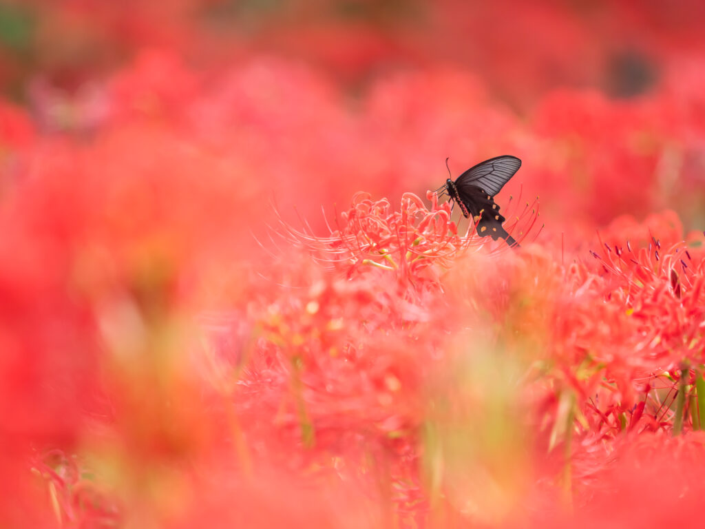 ジャコウアゲハ-Atrophaneura alcinous