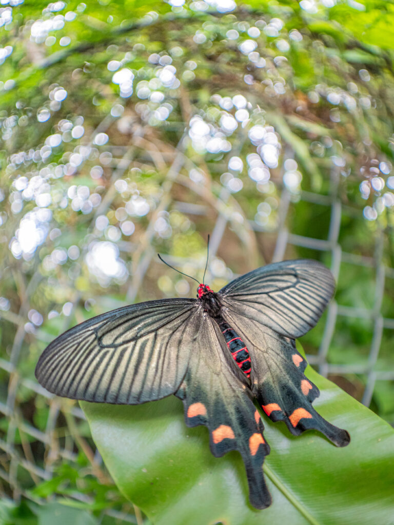 ジャコウアゲハ-Atrophaneura alcinous