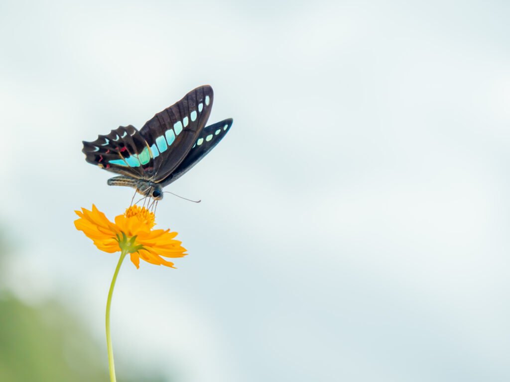 アオスジアゲハ-Graphium sarpedon