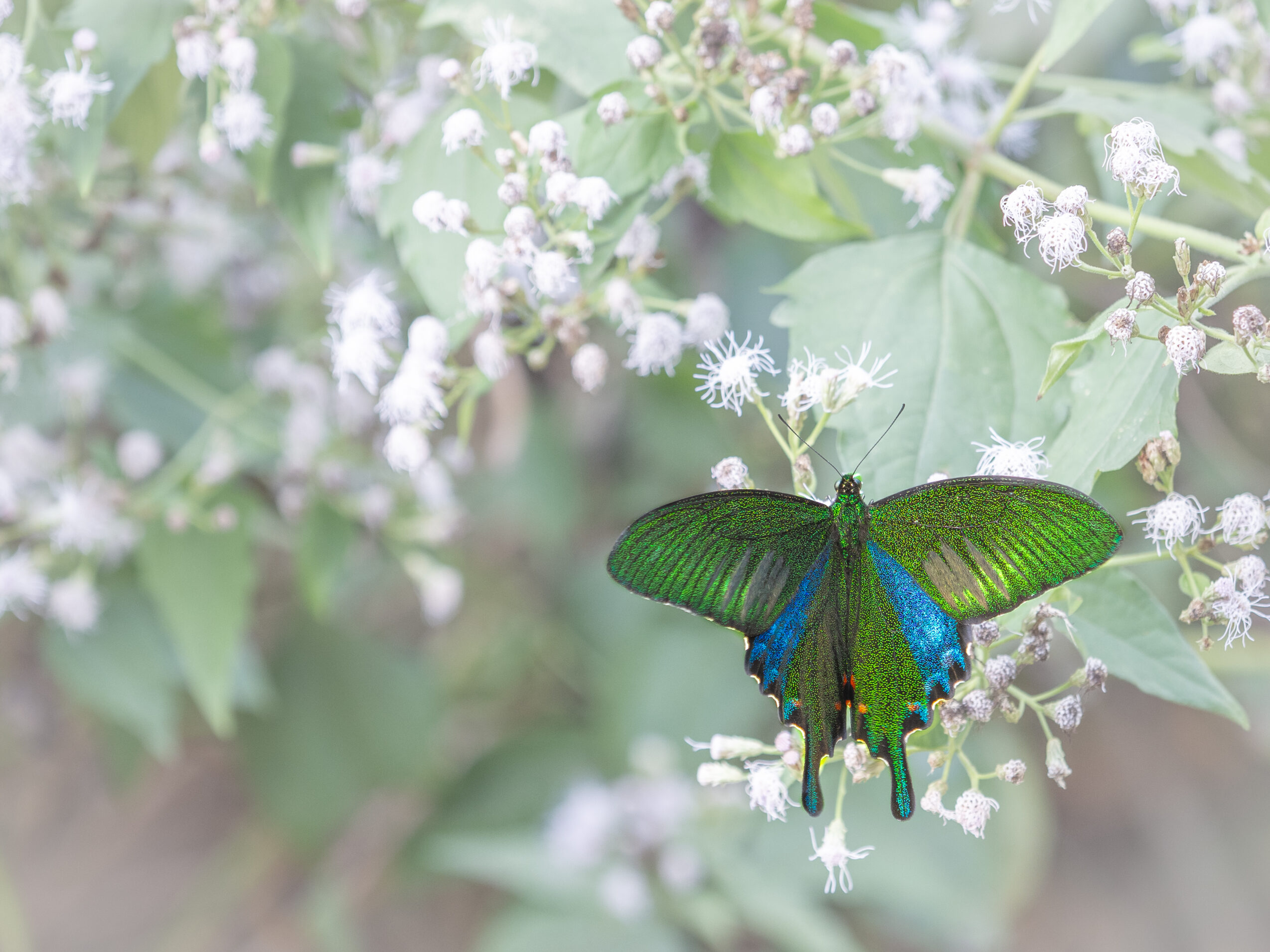 ヤエヤマカラスアゲハ