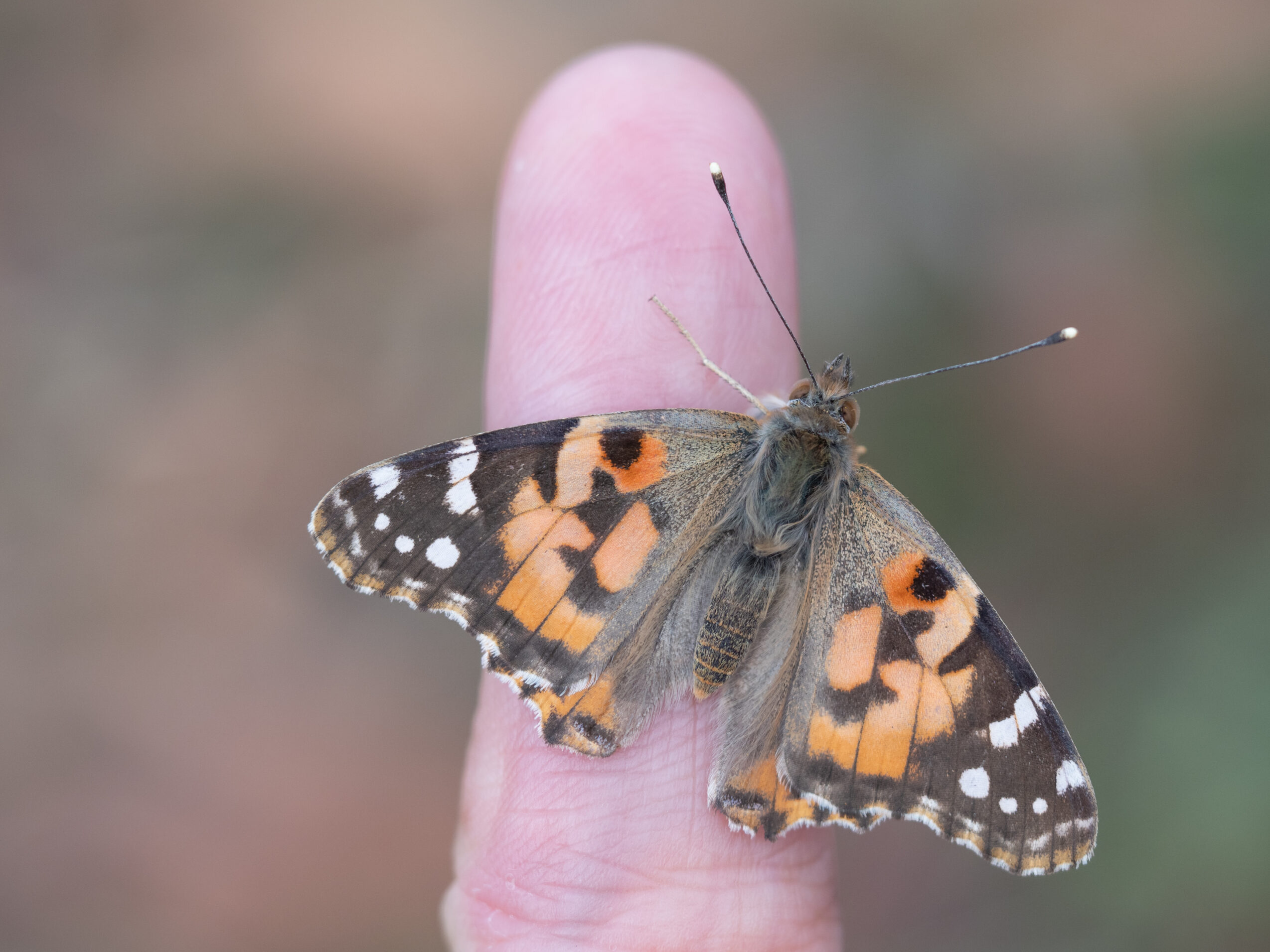 ヒメアカタテハ