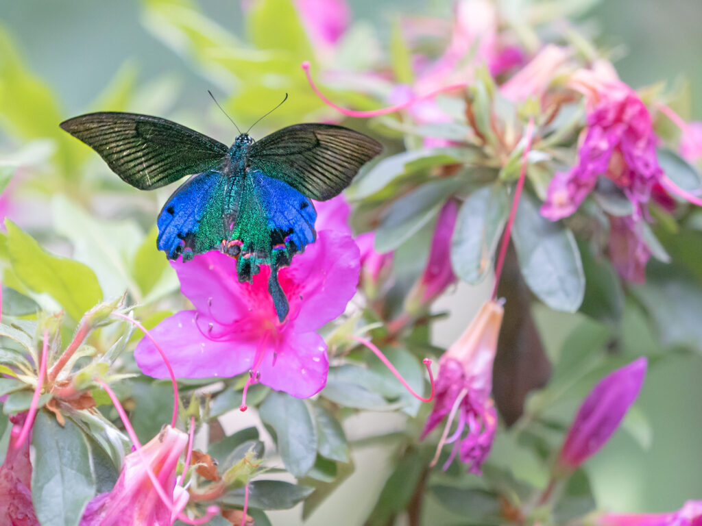 ホッポアゲハ-Papilio hopponis/Papilio hoppo