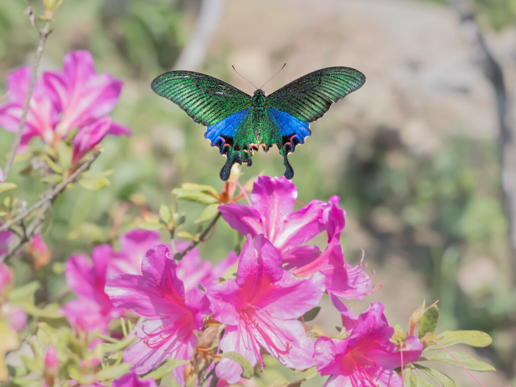 ホッポアゲハ-Papilio hopponis/Papilio hoppo