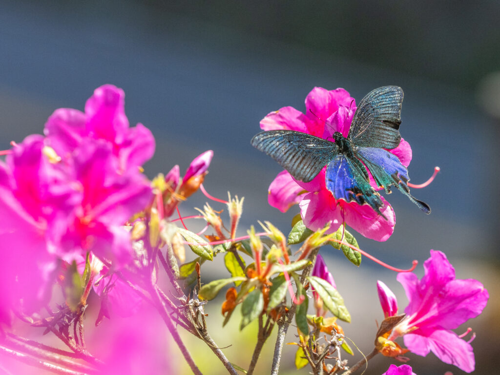 ホッポアゲハ-Papilio hopponis/Papilio hoppo