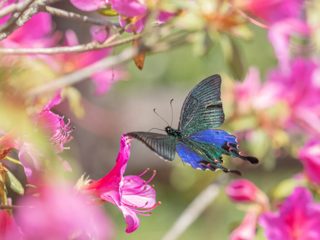 ホッポアゲハ-Papilio hopponis/Papilio hoppo