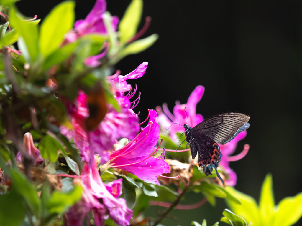 ホッポアゲハ-Papilio hopponis/Papilio hoppo