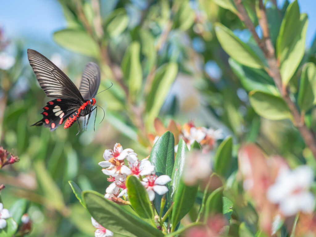 ベニモンアゲハ-Pachliopta aristolochiae