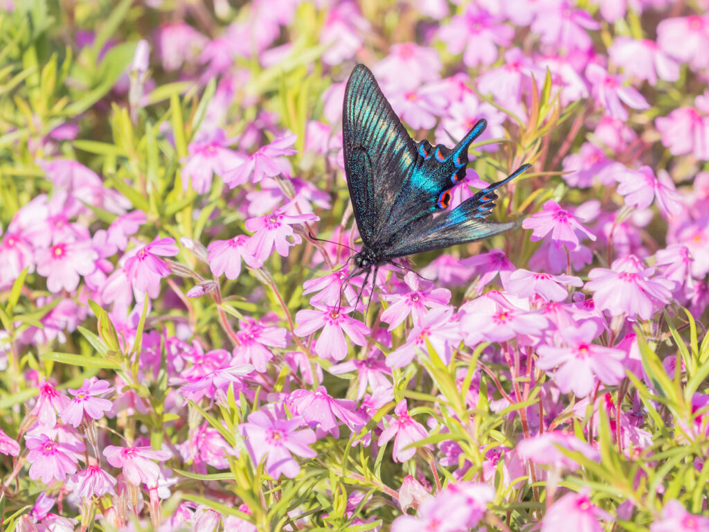 ミヤマカラスアゲハ-Papilio maackii