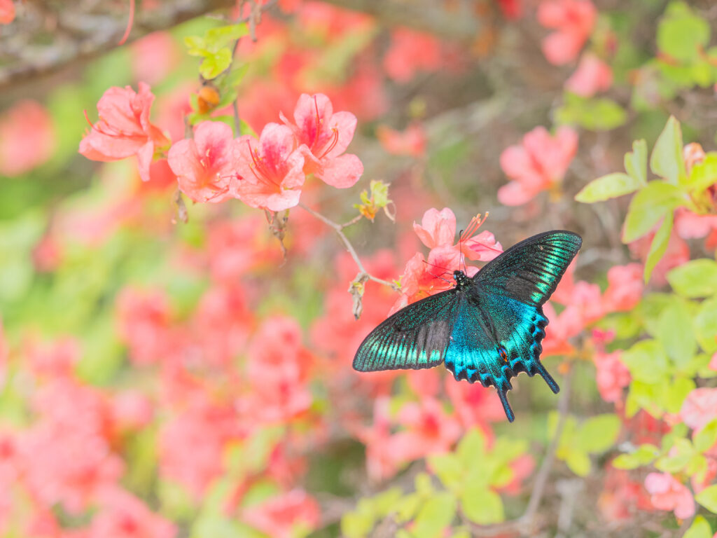 ミヤマカラスアゲハ-Papilio maackii