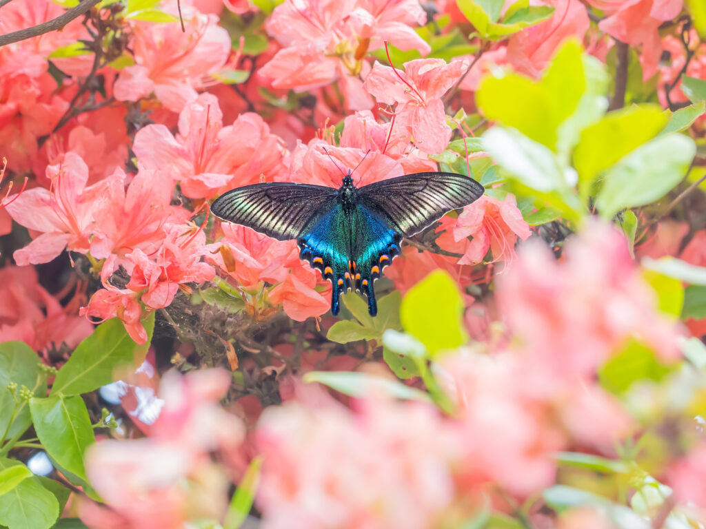 ミヤマカラスアゲハ-Papilio maackii