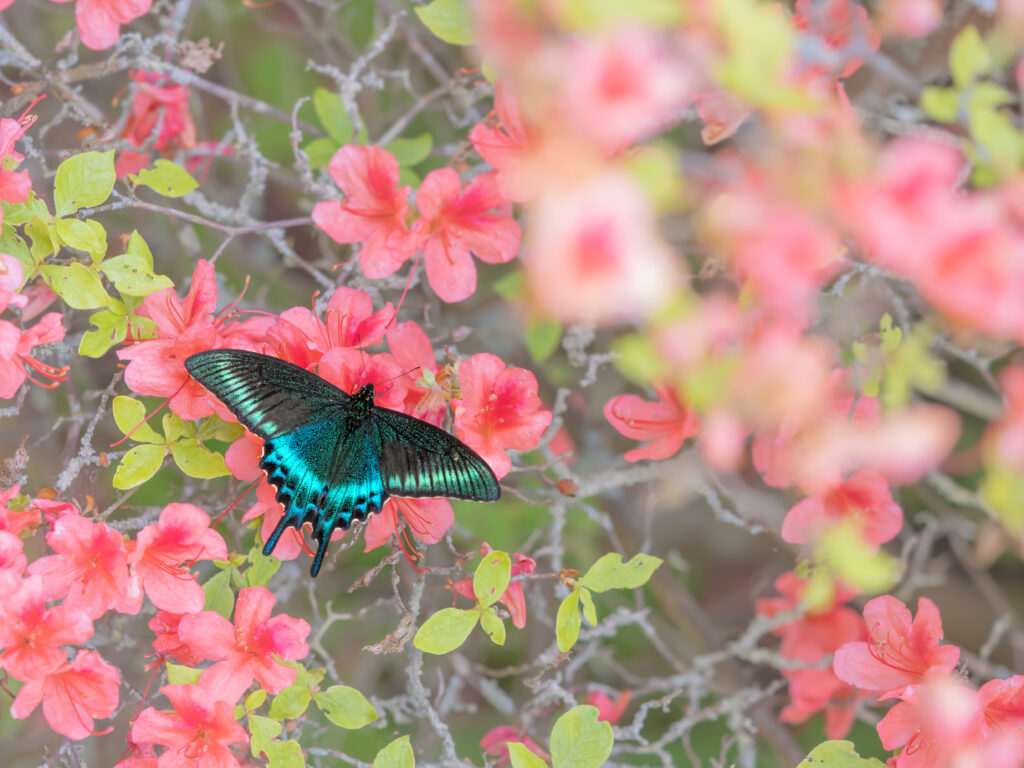ミヤマカラスアゲハ-Papilio maackii