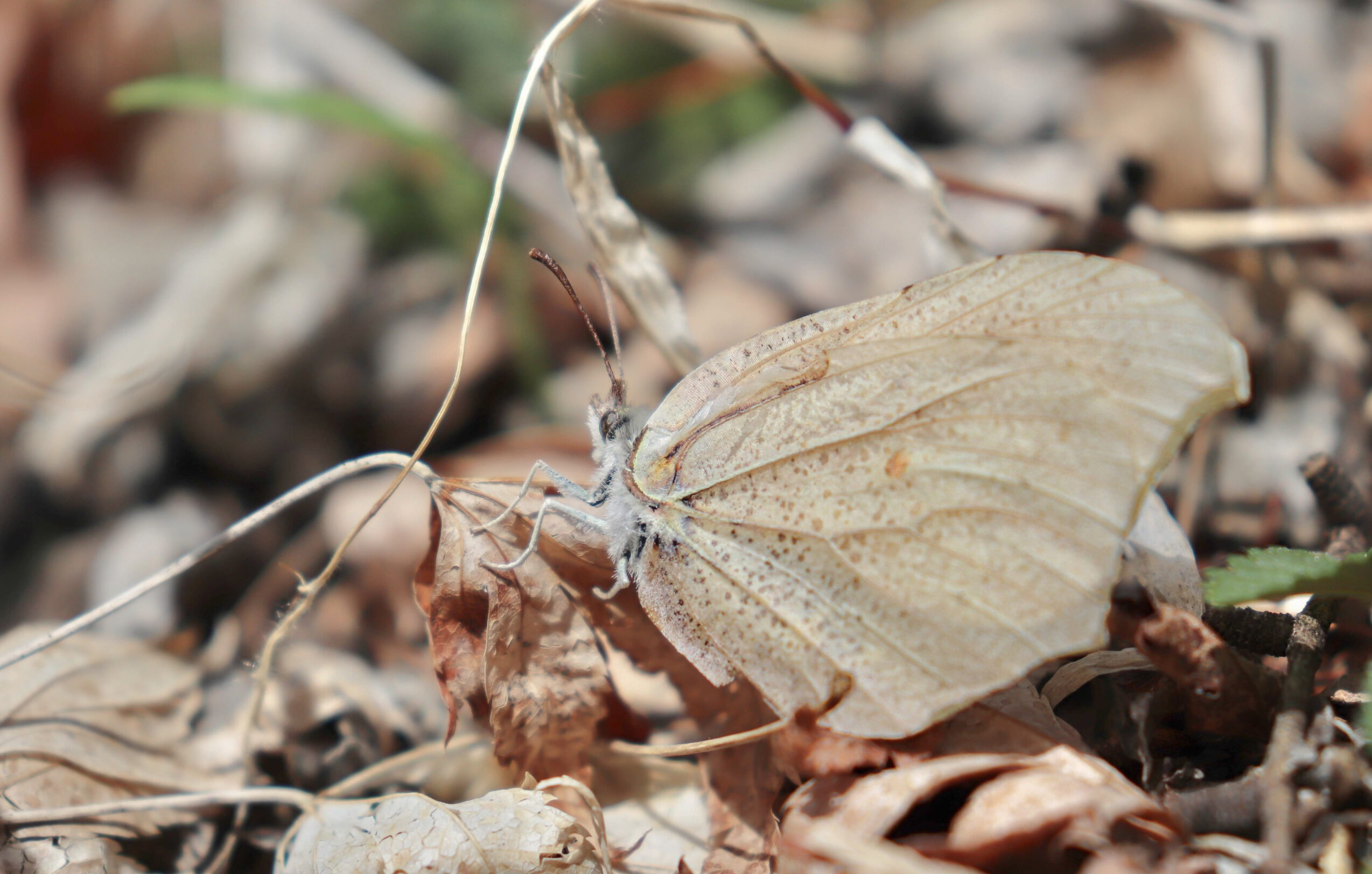 スジボソヤマキチョウ-gonepteryx-aspasia