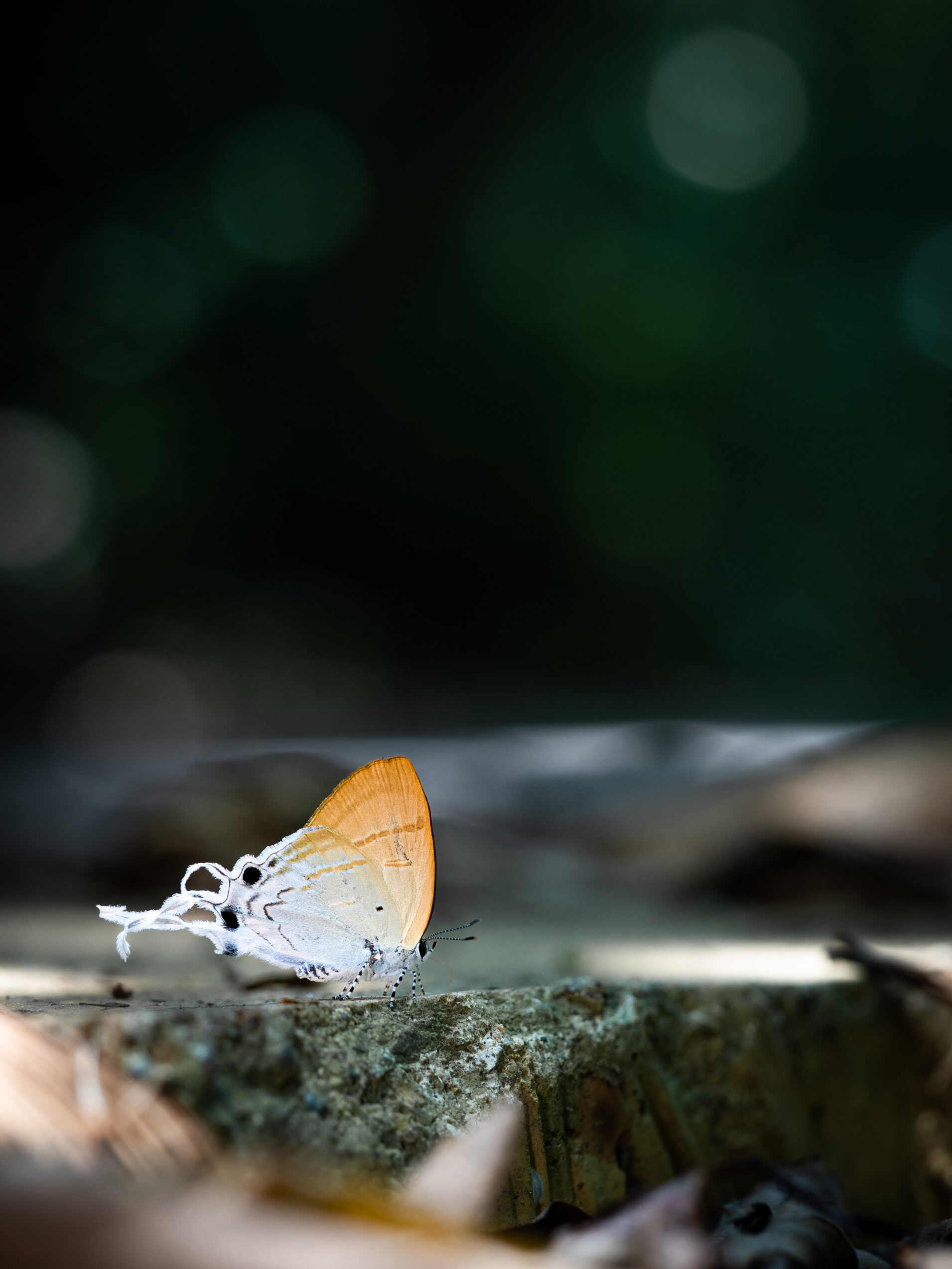 スソビキフタオルリシジミ-Hypolycaena amasa